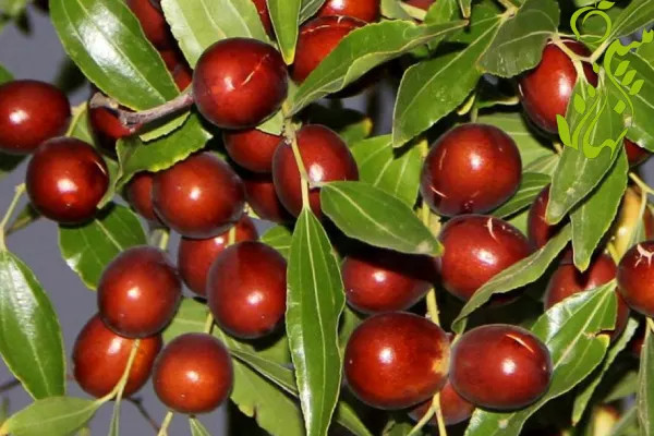 نهال عناب بیرجند