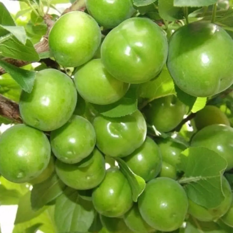 نهال آلوچه قندی