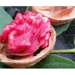 نهال گردو توسرخ
