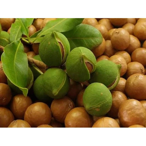 نهال فندق ماکادمیا