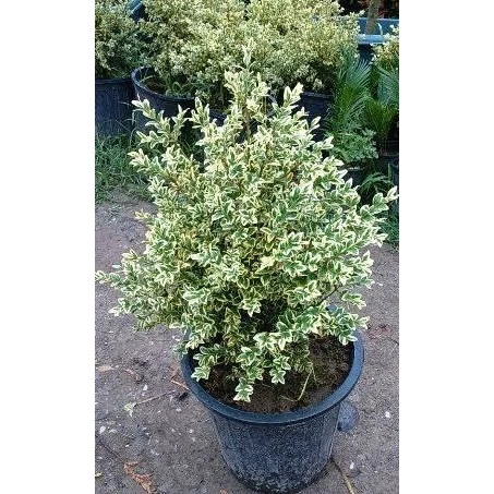 نهال شمشاد ابلق