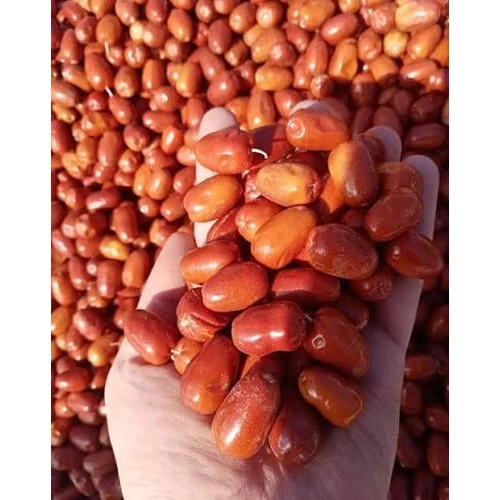 نهال سنجد قزل