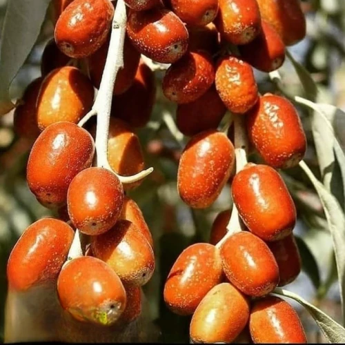 نهال سنجد قزل