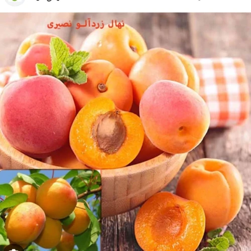 نهال زردآلو نصیری