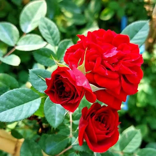 نهال رز قرمز روشن رونده