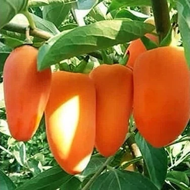 نهال خرمالو موزی 2ساله