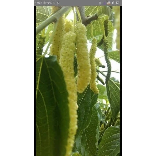 نهال توت موزی سفید
