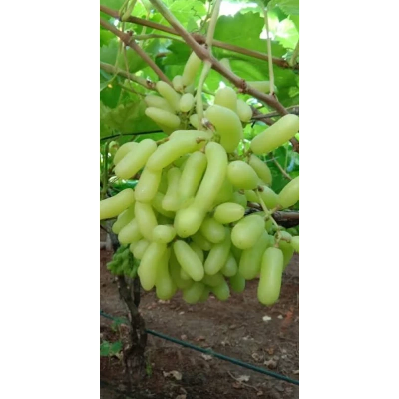 نهال انگور شصت عروس