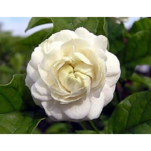 نهال یاس معطر توسکانی