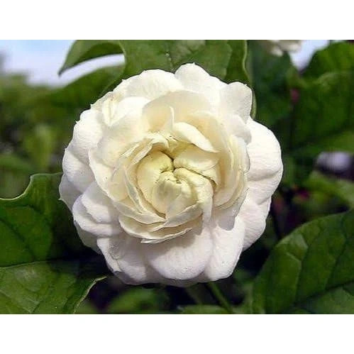 نهال یاس معطر توسکانی