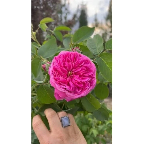 نهال یک ساله گل محمدی صد پر