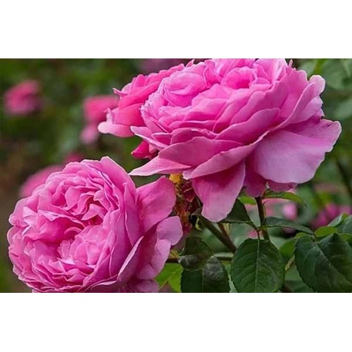 نهال یک ساله گل محمدی صد پر