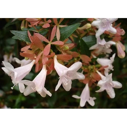 نهال یاس سلطنتی