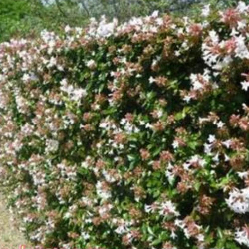 نهال یاس سلطنتی