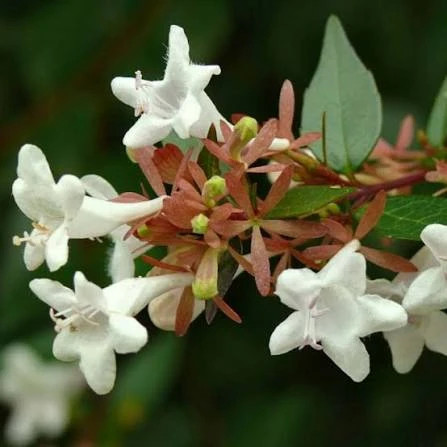 نهال یاس سلطنتی