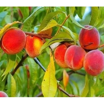 نهال هلو کاظمی