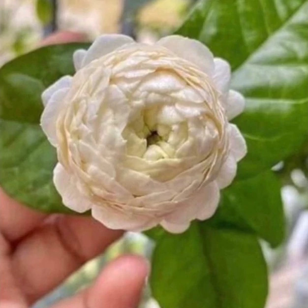 نهال یاس رازقی