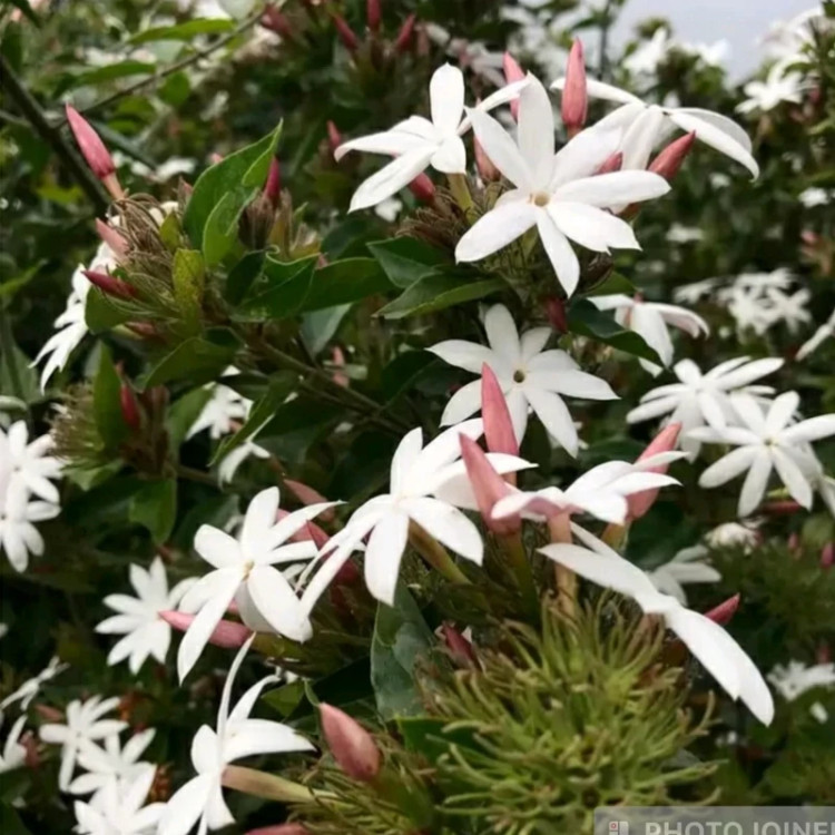 نهال یاس انگلیسی