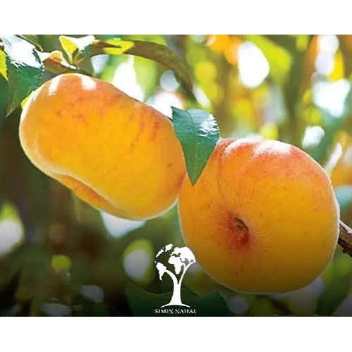 نهال هلو انجیری زعفرانی