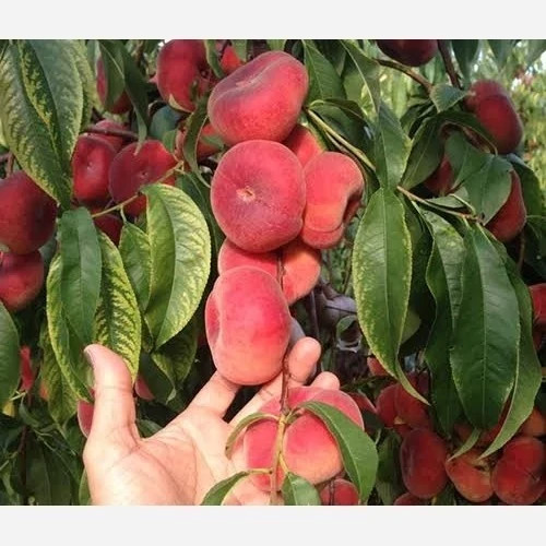 نهال هلو انجیری آناناسی
