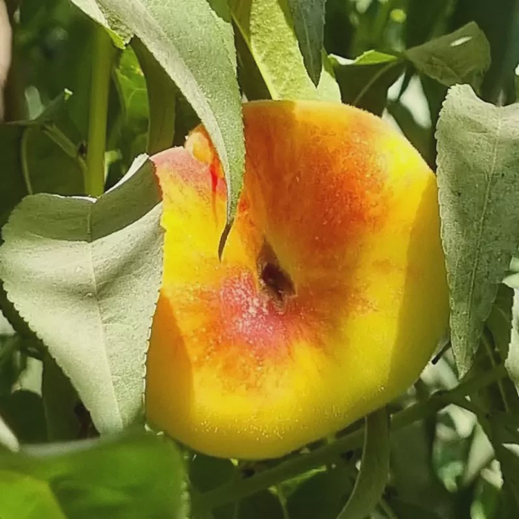 نهال هلو انجیری زعفرانی