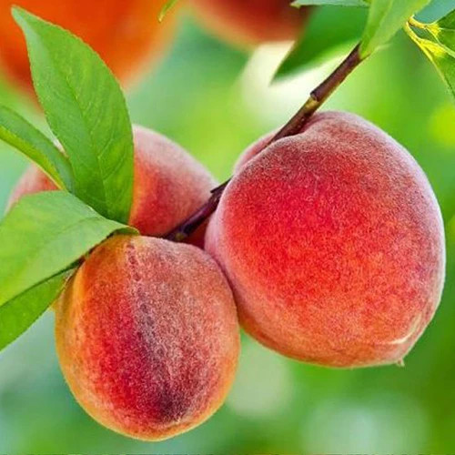 نهال هلو آلبرتا دوبار