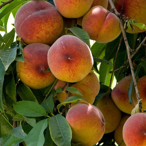 نهال هلو آلبرتا دوبار