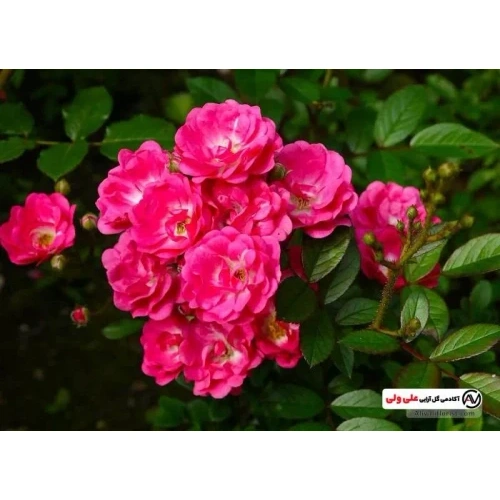 نهال نسترن سرخ آبی