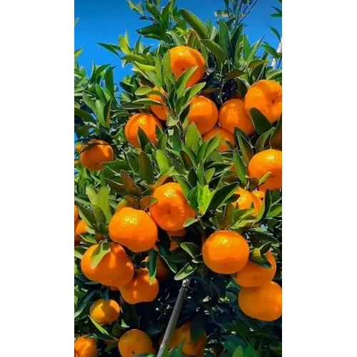 نهال نارنگی ژاپنی