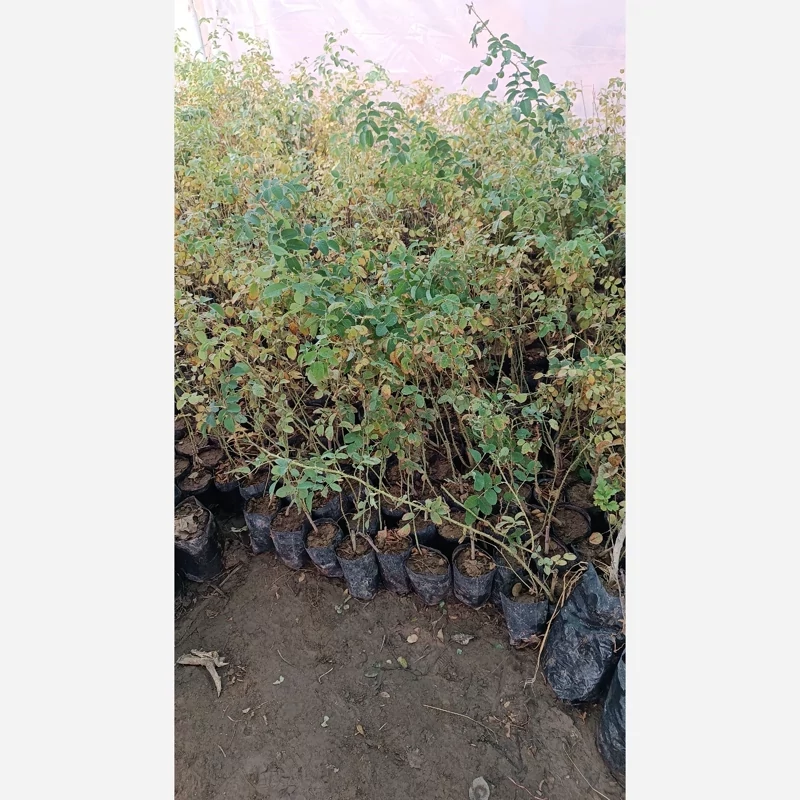 نهال گل محمدی کاشان یکساله