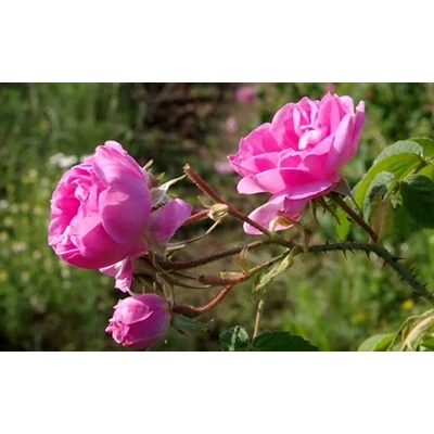نهال گل محمدی تیره