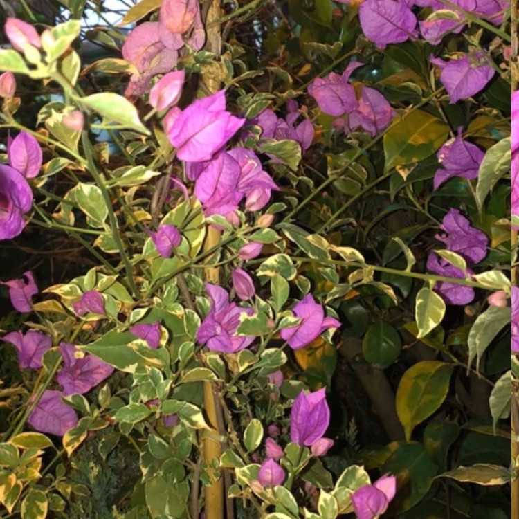 نهال گل کاغذی بنفش بزرگ