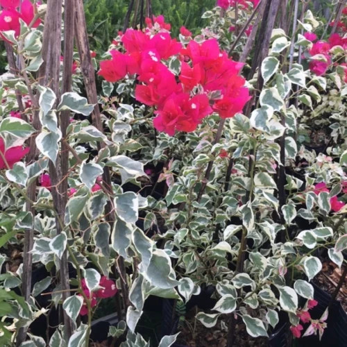 نهال گل کاغذی ابلق