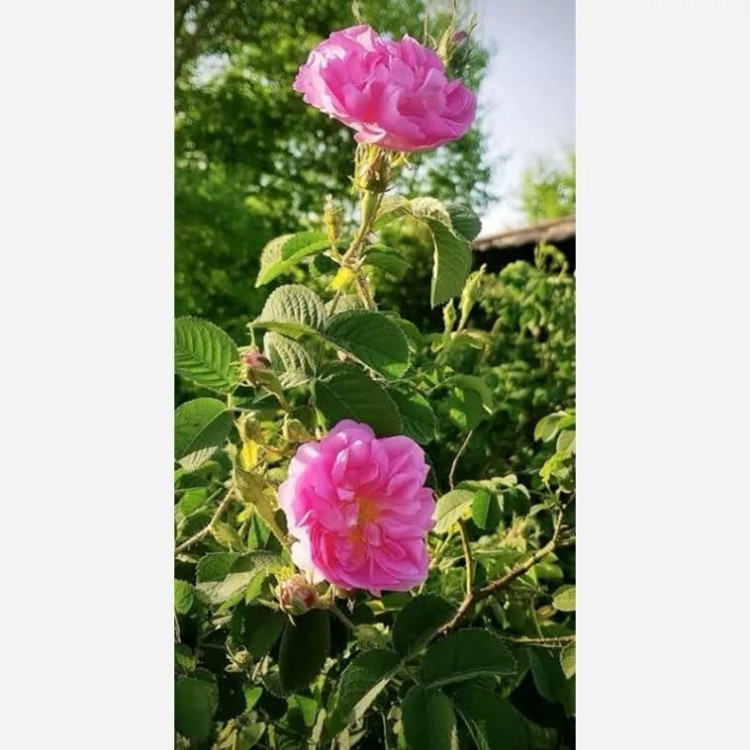 نهال گل رز محمدی