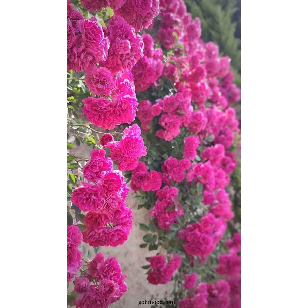 نهال گل رز مینیاتوری پر گل