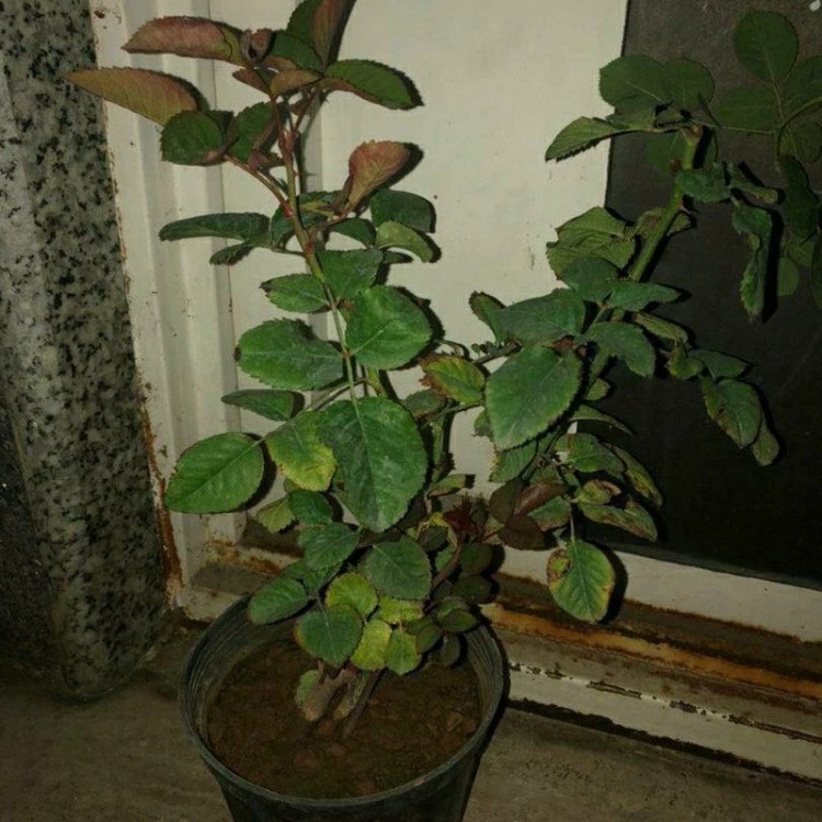 نهال گل رز پشت نقره ای هلندی