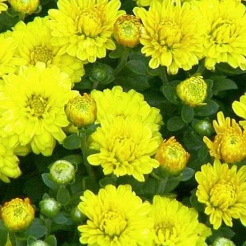 نهال گل داوودی