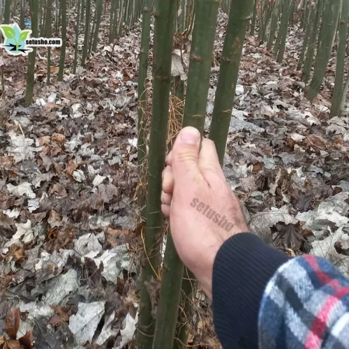 نهال کبوده یک ساله با ارتفاع 2 متر