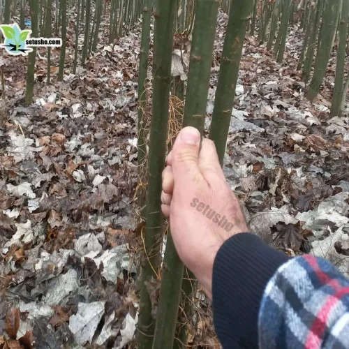 نهال کبوده یک ساله با ارتفاع 2 متر