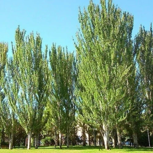 نهال کبوده 1 تا 2 متری