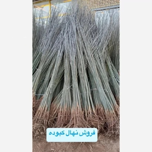 نهال کبوده 1 تا 2 متری