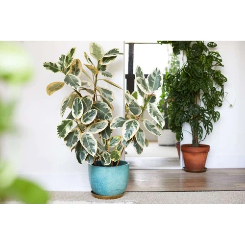 نهال فیکوس ابلق