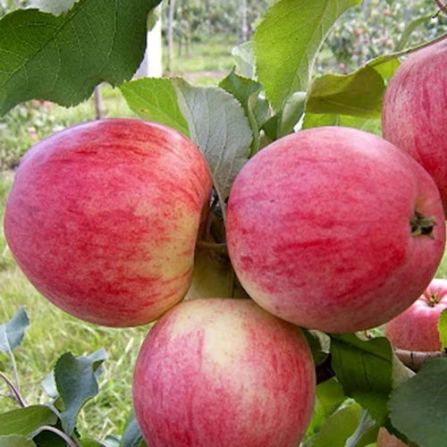 نهال سیب قرمز لبنان