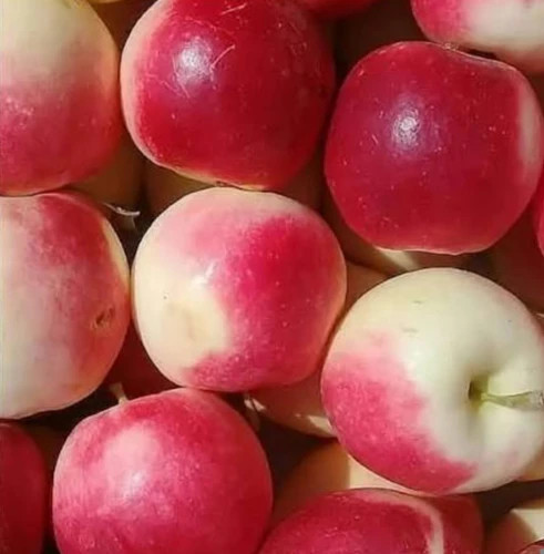 نهال سیب عروس پیوندی