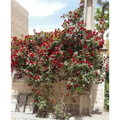 نهال رز رونده قرمز مارپیچی
