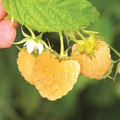 نهال رازبری نارنجی