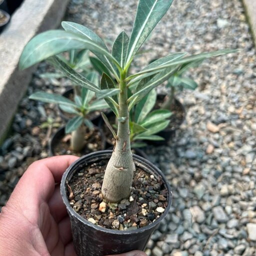 نهال بونسای