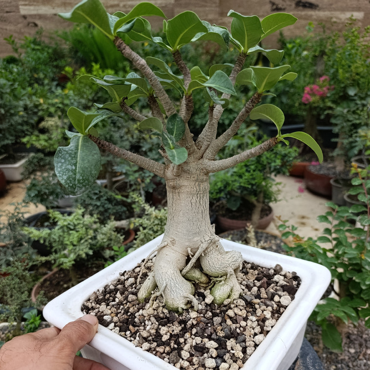 نهال بونسای