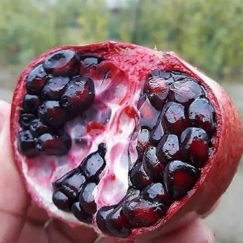نهال انار دانه سیاه گلدانی ریشه پرس