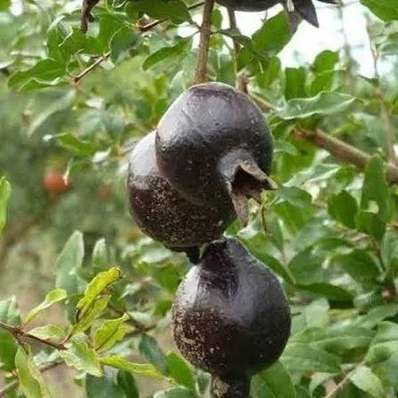 نهال انار پوست سیاه